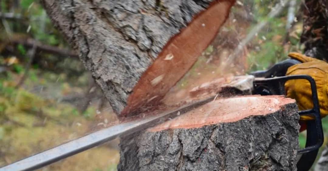 Wycinka drzewa na działce: Kiedy zgłoszenie i pozwolenie?