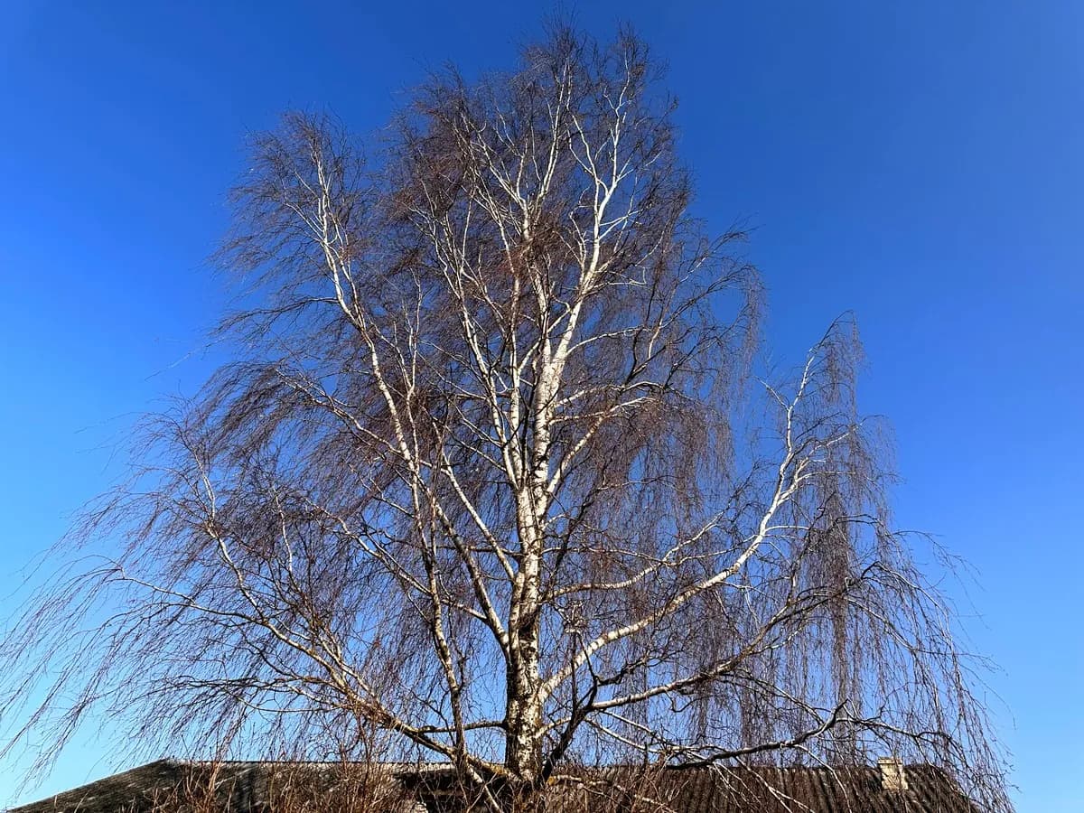 Kara za wycinkę drzewa 2025: Ile zapłacisz? Jak uniknąć?