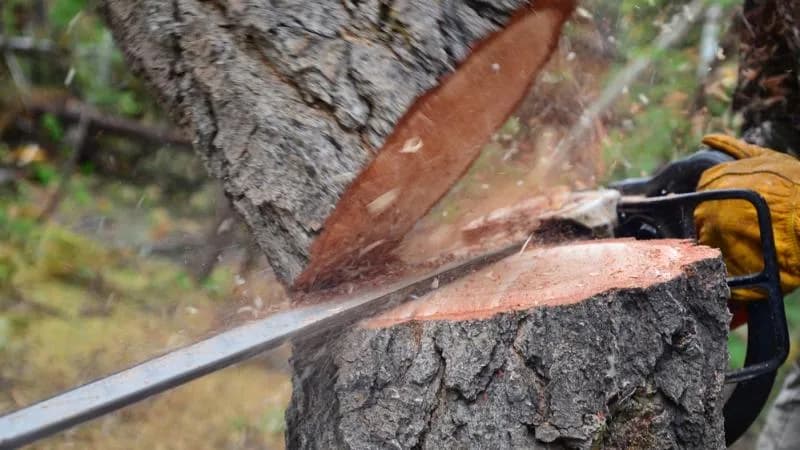 Przyczyna wycinki drzew: kiedy można, kiedy trzeba?