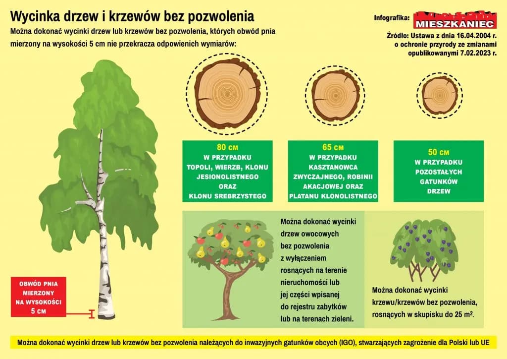 Wycinka drzew: Kiedy pozwolenie, kiedy zgłoszenie? | Poradnik