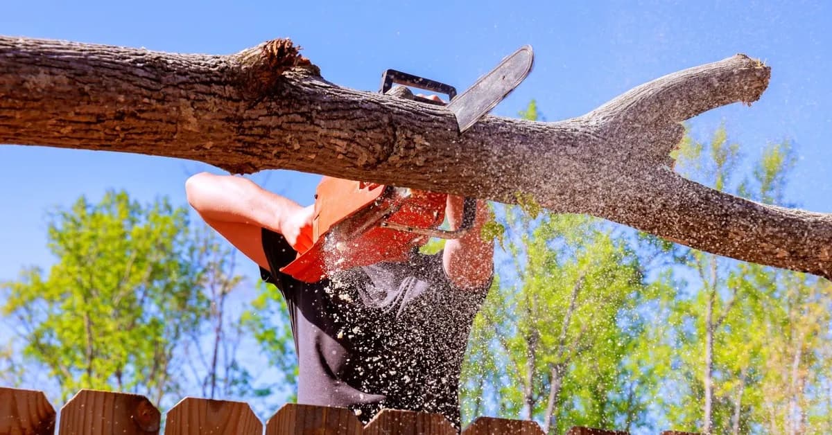 Kiedy wyciąć drzewo? Sprawdź przepisy i uniknij kar!